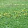 Botanische Wanderung 2017