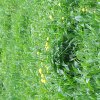 Botanische Wanderung 2017