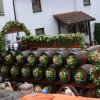 Rosenfest 2014